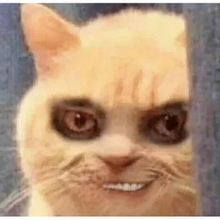 😂 2c6563ab кот, мем, животное, смешной, жуткий whatsapp sticker