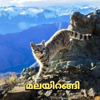 🤔 317c95bf മലയിറങ്ങി кот, гора, животное, природа, дикая природа whatsapp sticker