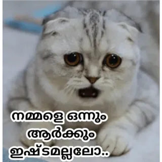 🥺 3a716701 നമ്മളെ ഒന്നും ആർക്കും ഇഷ്ടമല്ലല്ലോ.. кот, грустный, котенок, милый, мем whatsapp sticker