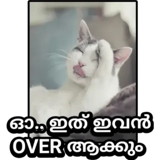 😂 3b20eefe ഓ.. ഇത് ഇവൻ OVER ആക്കും кот, лижет, смешной, животное whatsapp sticker