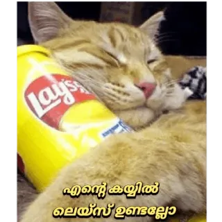 😏 46b3387b എന്റെ കയ്യില് ലൈയ്സ് ഉണ്ടല്ലോ кот, лежит, спит, перекус, милый whatsapp sticker