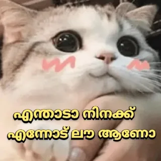 🤓 4ef77384 എന്തൊടാ നിനക്ക് എന്നോട് ലവ ആണോ кот, милый, мем, малаялам whatsapp sticker