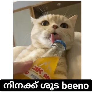 😋 52f1c6b8 നിനക്ക് ഗൂഢ beeno кот, напиток, бутылка, милый, животное whatsapp sticker