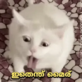 😂 55e40540 ഇതെന്ത് മൈര് кот, животное, мем whatsapp sticker