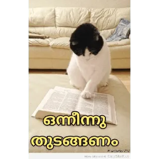 😂 5fd8bca0 ഒന്നീന്നു തുടങ്ങണം кошка, чтение, книга, животное, в помещении whatsapp sticker