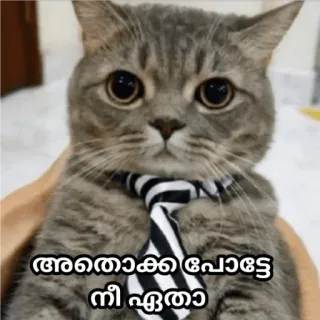 😏 614847c1 അതൊക്കെ പോട്ടെ നീ ഏതാ кот, галстук, милый, мем whatsapp sticker