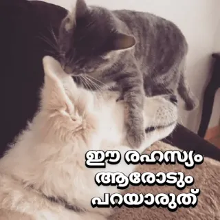 😂 741f4fb2 ഇവ രഹസ്യം ആരോടും പറയാരുത് кот, котенок, питомец, животное, друг whatsapp sticker