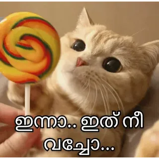 🤓 760f3ac6 ഇന്നാ.. ഇത് നീ വച്ചോ... кот, леденец, милый, животное, смешной whatsapp sticker