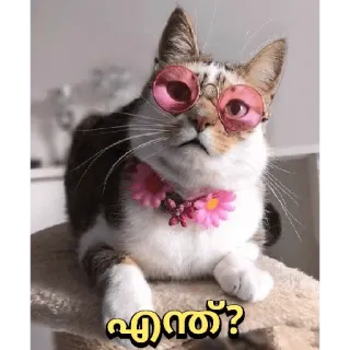 😂 764bdad3 എന്ത്? кот, солнцезащитные очки, цветок, милый, животное whatsapp sticker