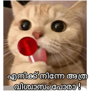 😂 7a97aa97 എനിക്ക് നിന്നെ അത്ര വിശ്വാസം പോര! кот, леденец, животное, малаялам, милый whatsapp sticker