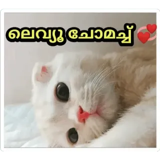 🤓 84768675 ലെയ്യൂ ചേമച്ച кот, питомец, животное, милый whatsapp sticker