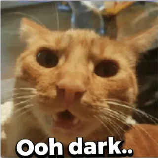 😂 86dbbc0e Ooh dark.. кот, смешной, темный, мем whatsapp sticker