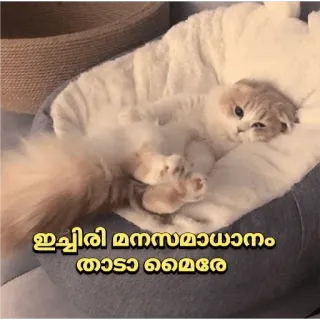 😂 877c2bd5 ഇച്ചിരി മനസമാധാനം താടാ മൈരേ кот, спокойствие, расслабление, мир, животное whatsapp sticker