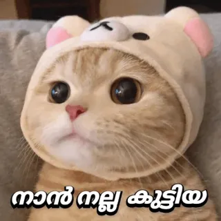😁 89a2531e ഞാൻ നല്ല കുട്ടിയാ кошка, медведь, милый, животное, шляпа whatsapp sticker