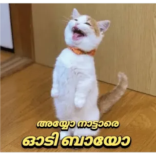 😂 8b844bc0 അയ്യോ നാട്ടാരേ ഓടി ബാബായോ кот, смешной, мем, животное whatsapp sticker