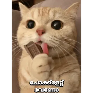 😋 8c7ced4f ചോക്ലേറ്റ് വേണോ кот, шоколад, лижет, милый whatsapp sticker