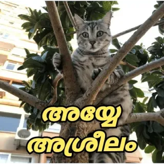 🤓 8de30cf4 ആദെയ ആഗ്രീലാം кот, дерево, животное whatsapp sticker