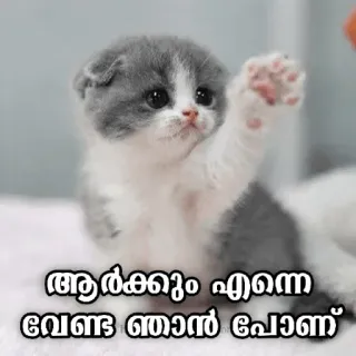 😒 91f95059 ആർക്കും എന്നെ വേണ്ട ഞാൻ പോണ് котёнок, кот, милый, животное, питомец, очаровательный whatsapp sticker