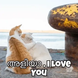 🤓 9886ee54 അളിയാ. I Love you кошки, любовь, нежность, животные whatsapp sticker