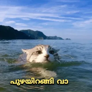 😂 9b4853f7 പുഴയിറങ്ങി വാ кот, море, вода, животное, плавание whatsapp sticker