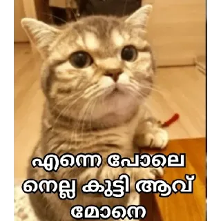 🙂 9c6ae49a എന്നെ പോലെ നല്ല കുട്ടി ആവ് മോെന кот, милый, котенок, мем whatsapp sticker