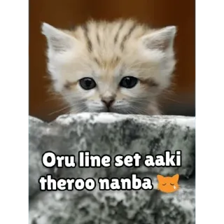 🤓 9ccbbf8c Oru line set aaki theroo nanba котёнок, кошка, милый, животное, мем, питомец whatsapp sticker