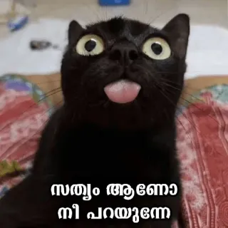 😂 9f7e5130 സത്യം ആണോ നീ പറയുന്നേ кот, черный кот, язык, смешной, мем whatsapp sticker