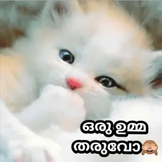 🤓 a9201d4d ഒരു ഉമ്മ തരുമോ кот, котенок, милый, животное, малаялам whatsapp sticker
