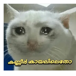 🥺 aa4d4f50 കണ്ണീർ കായലിലെതോ кот, плачет, грустный, мем, малаялам whatsapp sticker
