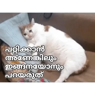 🥺 aa61146c പറ്റിക്കാന്‍ ആണെങ്കിലും ഇങ്ങനെയൊന്നും പറയരുത് кот, грустный, Мем, Малаялам whatsapp sticker