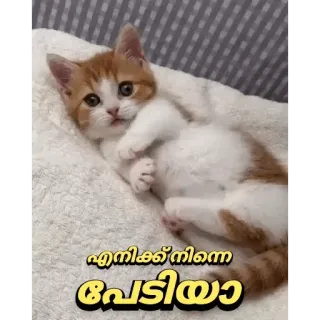 🥺 afc8e53d എനിക്കി നിന്നെ പേടിയാ кот, котёнок, милый, испуганный, животное whatsapp sticker