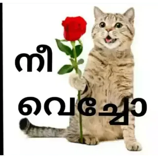 🤓 b670631f നീ വെച്ചോ кот, роза, любовь, малаялам, цветок whatsapp sticker