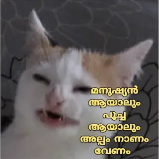 😂 ba9bef09 മനുഷ്യൻ ആയാലും പൂച്ച ആയാലും അല്പം നാണം വേണം кот, смешной, мем, животное, малаялам whatsapp sticker