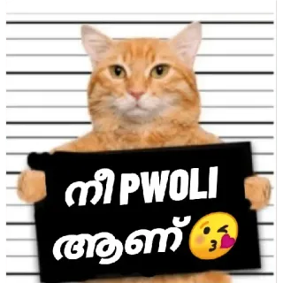 😂 c367b177 നീ PWOLI ആണ്😘 кот, фото из полицейского участка, смешной, животное, мем whatsapp sticker