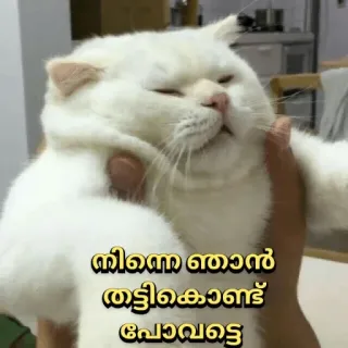 😏 c39972d6 നിന്നെ ഞാൻ തട്ടികൊണ്ടു പോകട്ടെ кот, милый, смешной whatsapp sticker