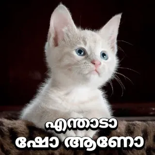 😂 c6e03d32 എന്താടാ ഷോ ആണോ кот, котенок, животное, милый whatsapp sticker