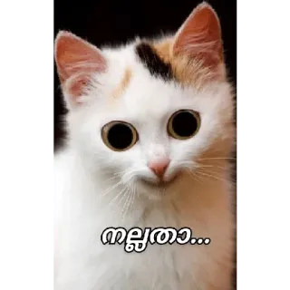 😁 c7303e2b നല്ലതാ... кот, животное, милый, мем whatsapp sticker