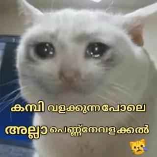 🥺 d57d1a4c കമ്പി വളക്കുന്നപോലെ അല്ല പെണ്ണെവളക്കലെ кот, грустный, мем, плачущий whatsapp sticker