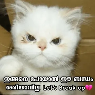 🤨 dcd1f0bf ഇങ്ങനെ പോയാൽ ഈ ബന്ധം ശരിയാവില്ല Let's Break up 💔 кот, расставание, грустный, отношения, малаялам whatsapp sticker