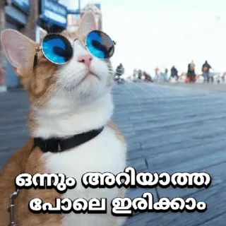 😂 e54639bd ഒന്നും അറിയാത്ത പോലെ ഇരിക്കാം кот, солнцезащитные очки, котик, милый whatsapp sticker