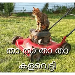 😂 e87c6bb6 താ താ താ താ താ
കളവെട്ടി кот, газонокосилка, трава, животное, домашнее животное whatsapp sticker