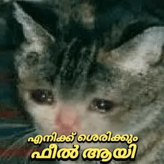 🥺 e9dafd4a എനിക്കക് ശെരിക്കും ഫീൽ ആയി кот, грустный, плачущий, котенок, малаялам whatsapp sticker