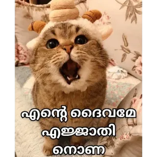 😂 eb9f74b6 എൻ്റെ ദൈവമേ എജ്ജാതി നെണാ кошка, милый, животное, котенок, малаялам whatsapp sticker