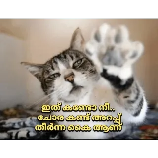 😡 f03d2eb2 ഇത് കണ്ടോ നീ.. പോര കണ്ട് അറപ്പ് തീർന്ന കൈ ആണ് кот, лапа, животное whatsapp sticker