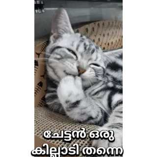 🙈 f25cacaa ചേട്ടൻ ഒരു കില്ലാടി തന്നെ кот, малаялам, стикер, смешной, животное whatsapp sticker