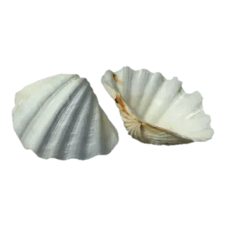 💖 43728261 kerang, laut, pantai, samudra, alam, kerang whatsapp sticker