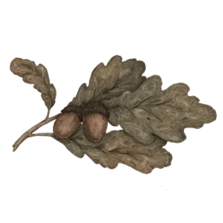 🗝 4c3a7f43 biji pohon oak, pohon oak, daun, alam, musim gugur whatsapp sticker