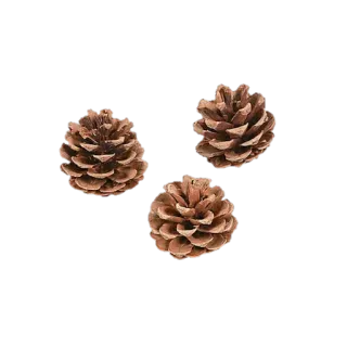 💖 672688dd buah pinus, alam, hutan, konifer, cokelat whatsapp sticker