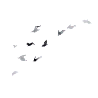 🌫 8f801396 whatsapp sticker