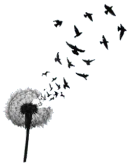 ✨ cfa779c7 dandelion, burung, alam, angin, biji, bunga whatsapp sticker